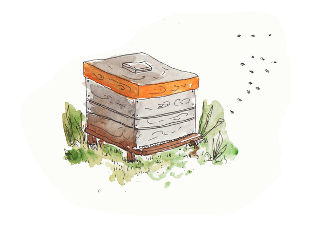Dessin d'Amandine Maria pour Les Ruchers de Bastien