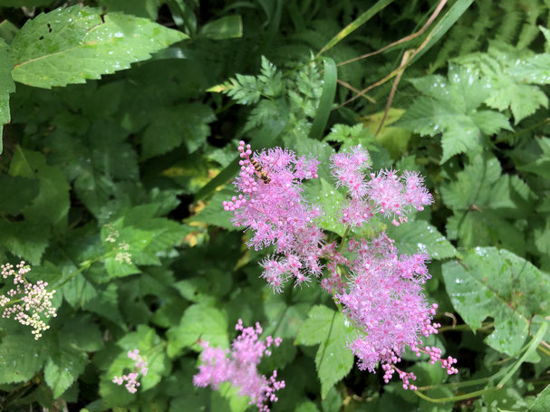 梅雨明けの高峰高原にて。ショウマ？(植物名は施設のパネルでうろ覚えしたものなので不正確です)