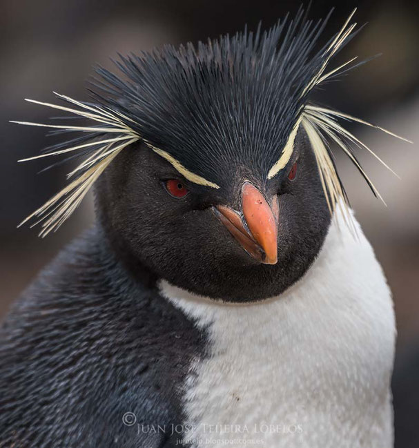 Pingüino de penacho amarillo o saltarrocas (Eudyptes chrysocome)