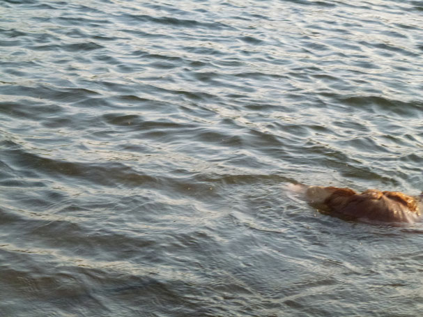 Nova Scotia Duck Tolling Retriever auf Tauchstation ::-)