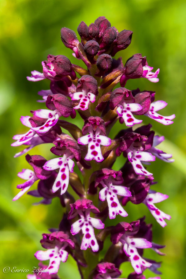 Neotinea ustulata.