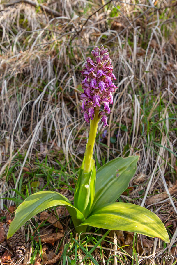 Barlia Robertiana o Himantoglossum Robertianum.