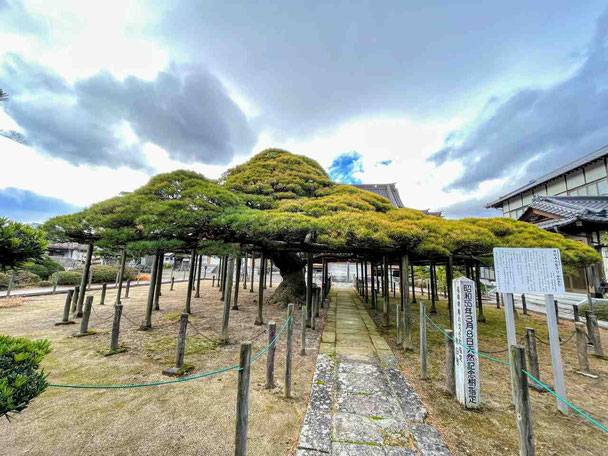 桑折町 無能寺の笠マツ（御蔭廼松）