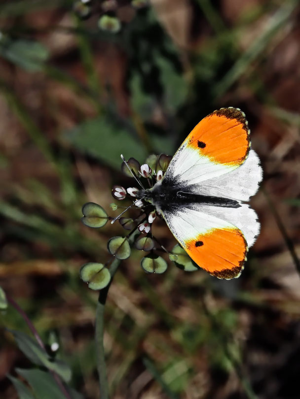 Aurora-Falter Schmetterling