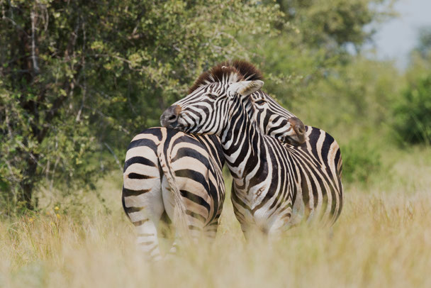Photo by Vincent van Zalinge on Unsplash
