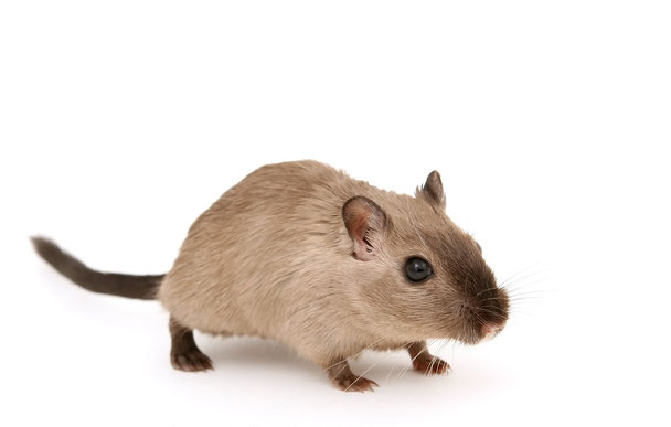 Ratte