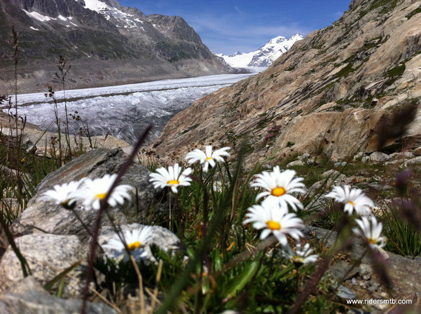 ....eccolo!!....il ghiacciaio dell'Aletsch...sito dell'UNESCO  pratrimonio dell'umanità