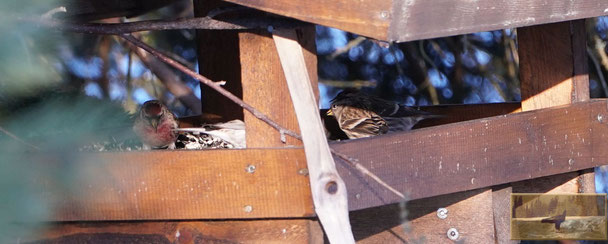 Sinvogel, Bergfink,