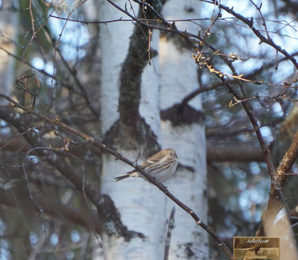 Singvogel, Bergfink