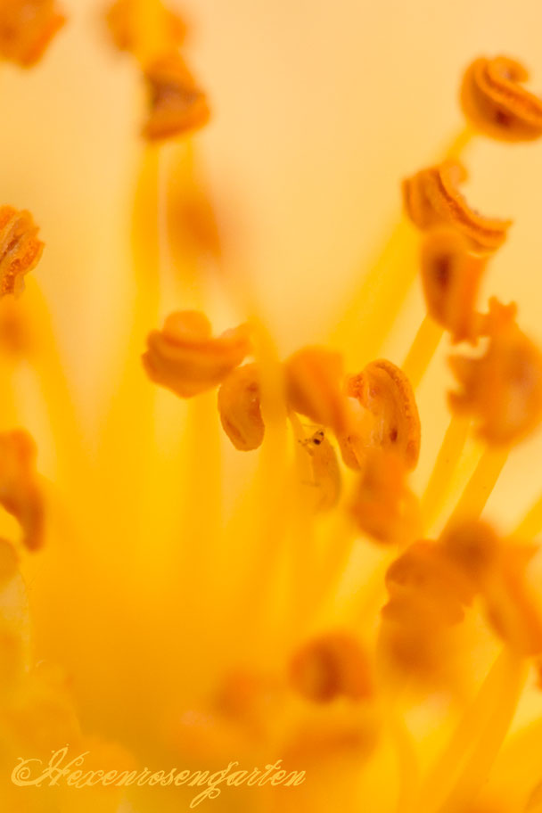 Rosiger Adventskalender im Hexenrosengarten - Faszinierende Insekten in den Rosenblüten