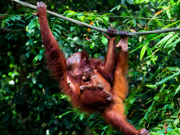 Orang-oetans in het regenwoud van Sukau in Sabah op Maleisisch Borneo
