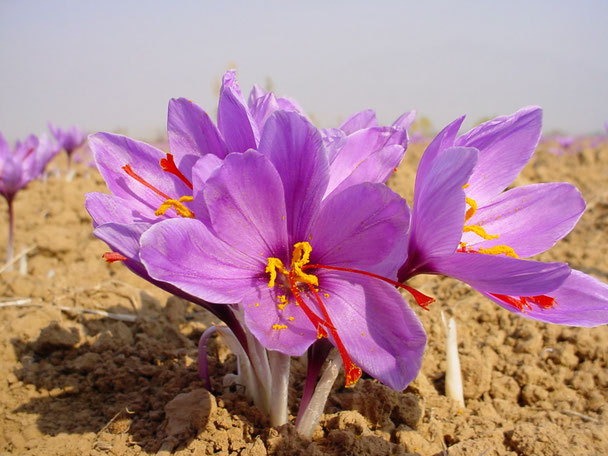 Crocus Sativus "Saffraan" heeft vele nuttige uitwerkingen bij therapeutisch gebruik. Kan ingezet worden bij hormonale stoornissen, depressie, stemmingsproblemen, zwakke lymfestroming,.. tevens anti-oxidant & afrodisiacum
