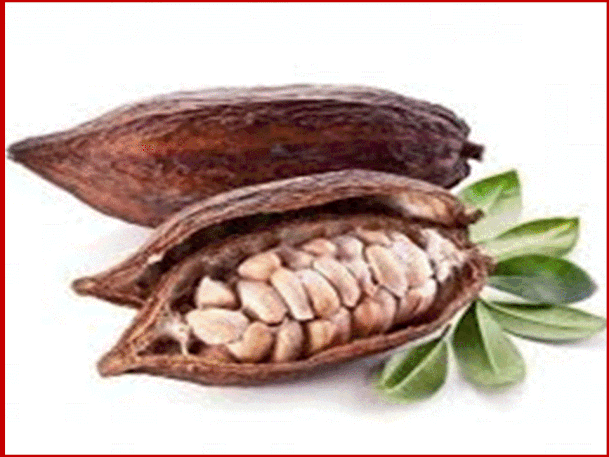 I frutti dell’albero di cacao si chiamano cabosse. Ogni pianta produce dalle 20 alle 50 ca-bosse all’anno, ogni cabossa contiene dai 20 ai 40 semi o fave di cacao; per ottenere un chilo di cacao sono sufficienti 10 cabosse.