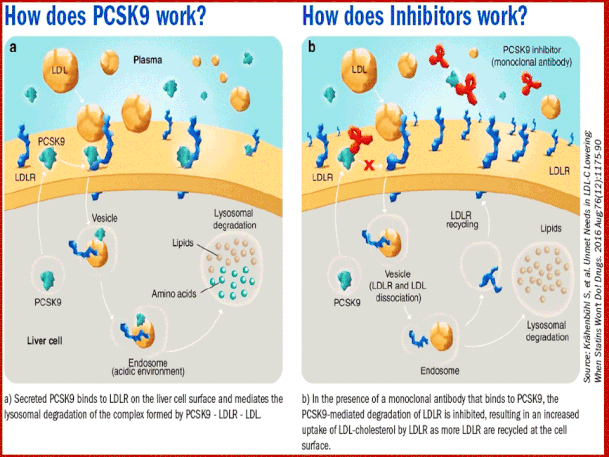 PCSK9 è una proteina che è di fondamentale importanza nella regolazione del LDL-cole-sterolo aumentando significativamente la clearance di LDL-C dal fegato.