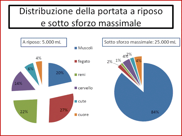 A livello dei muscoli che lavorano la distribuzione della portata passa dal 20% a riposo, all'84% sotto sforzo massimale. 