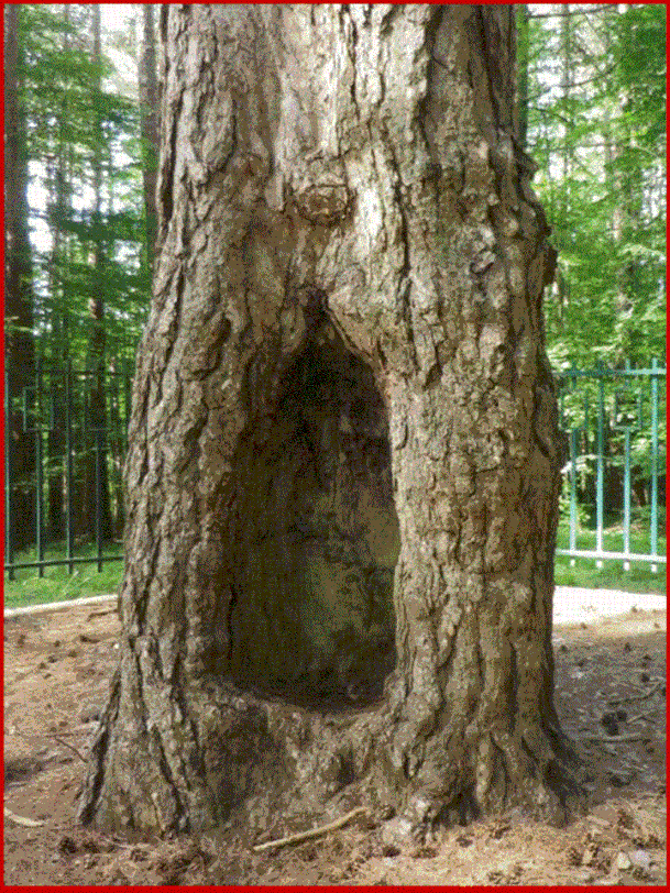 Il ”cippo di Garibaldi” è un maestoso albero con un grande incavo,che si trova a 7 km da Gambarie sui monti dell’Aspromonte, dove Garibaldi ferito, riposò un pò, prima di essere trasportato a Scilla. 