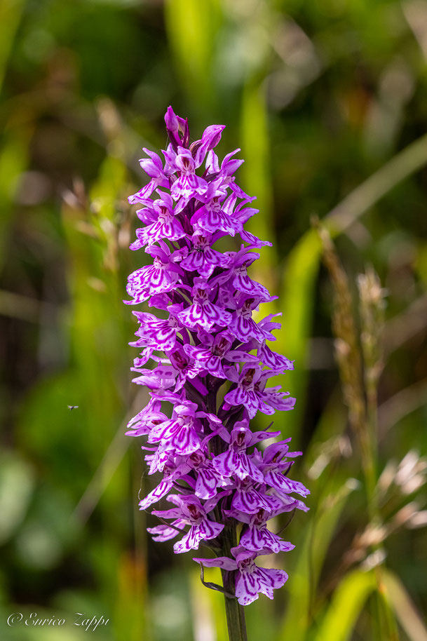 Dactylorhiza fucsi.