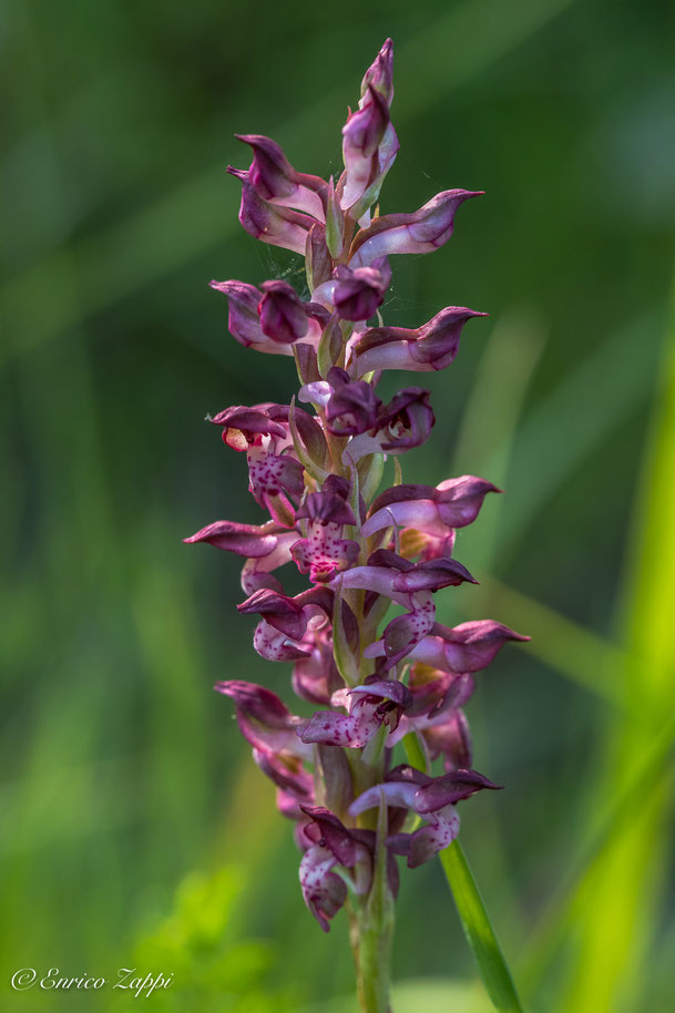 Anacamptis coriophora.