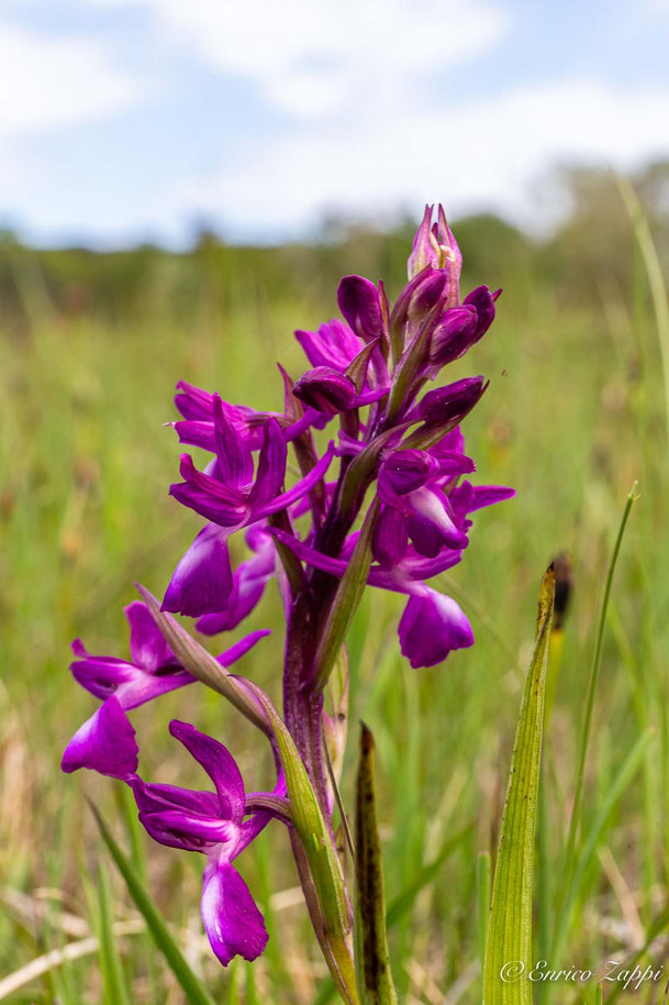 Anacamptis laxiflora.