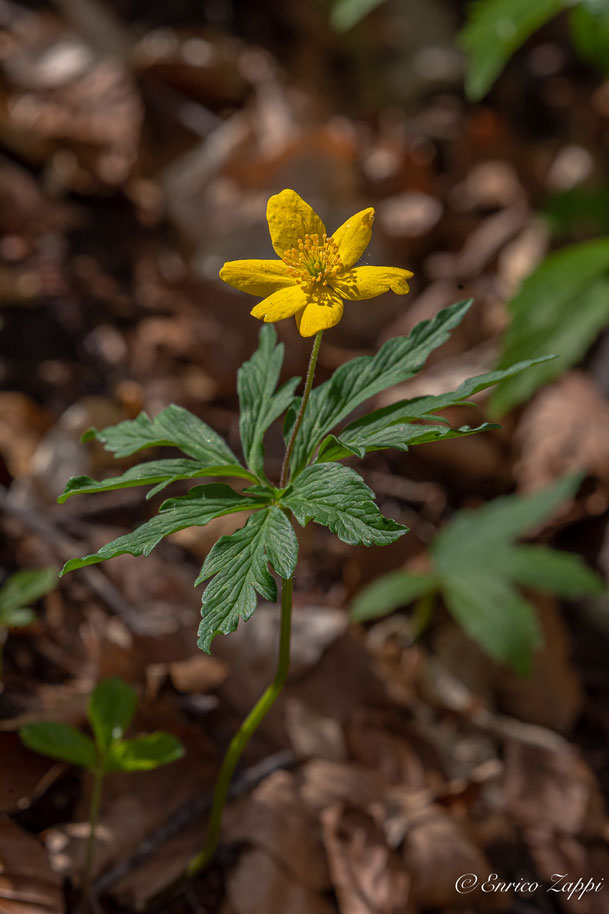 Anemone ranuncoloides (Anemonoides ranunculoides).