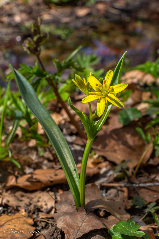 Gagea lutea.