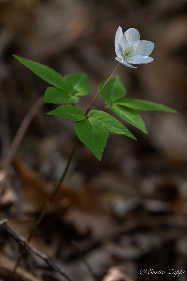 Anemonoides trifolia.