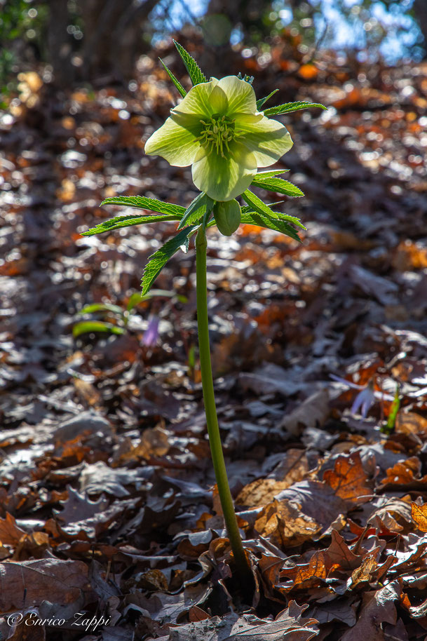 Elleboro verde.