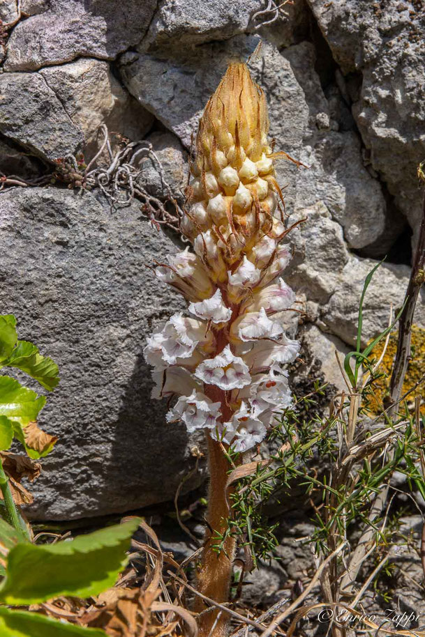 Orobanche crenata.