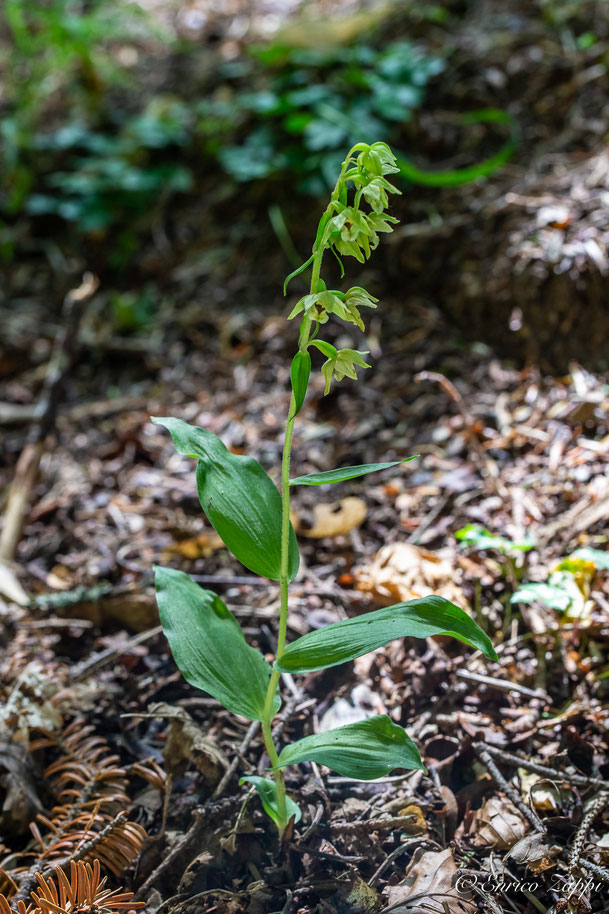 Epipactis flaminia.