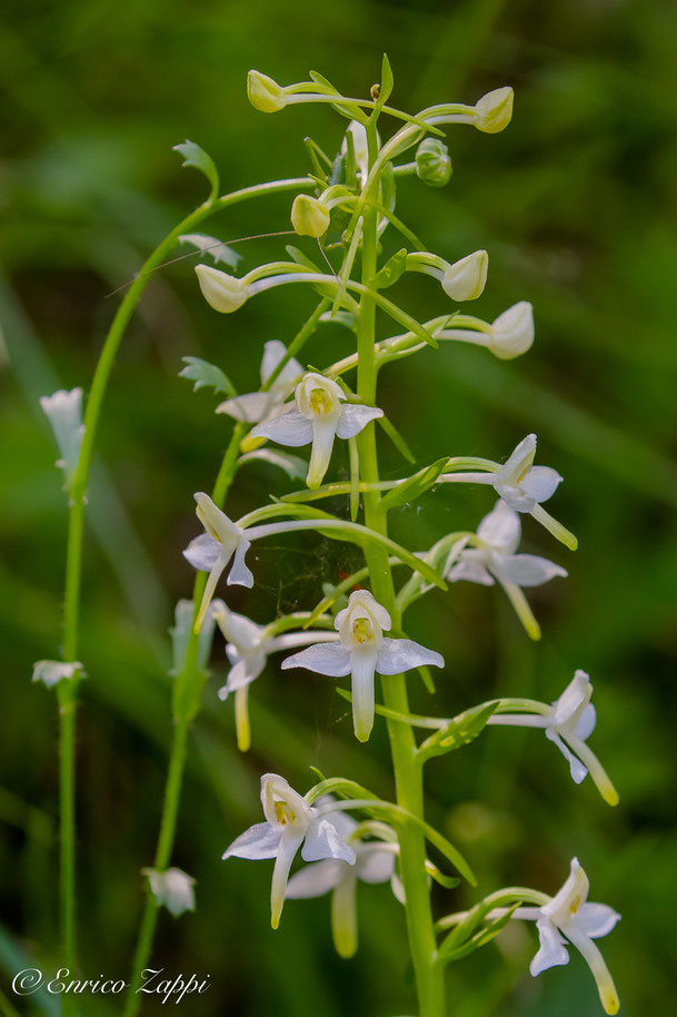 Platanthera bifolia.