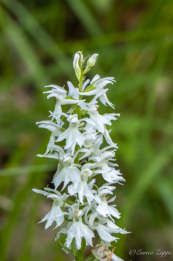 Dactylorhiza maculata var. albina.