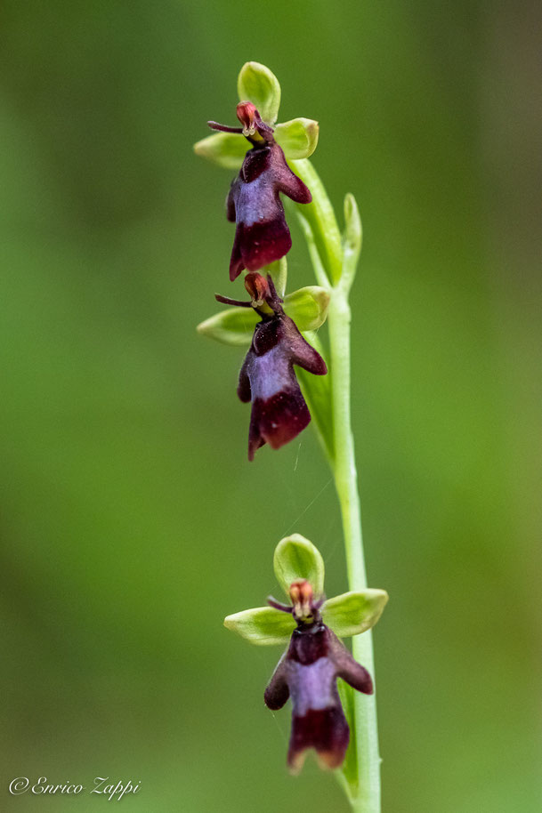 Ophrys insectifera.