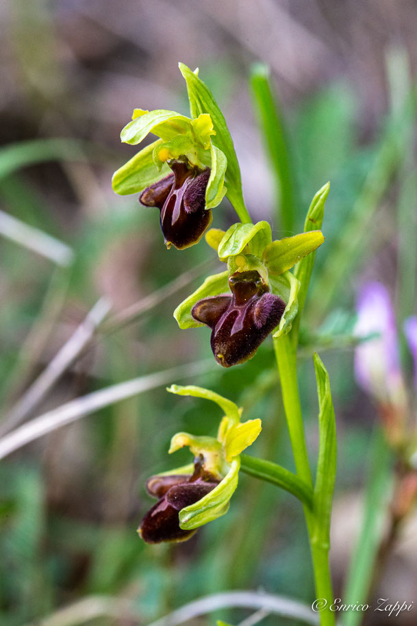 Ophrys sphegodes.
