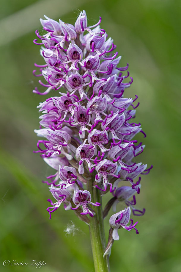 Orchis simia.