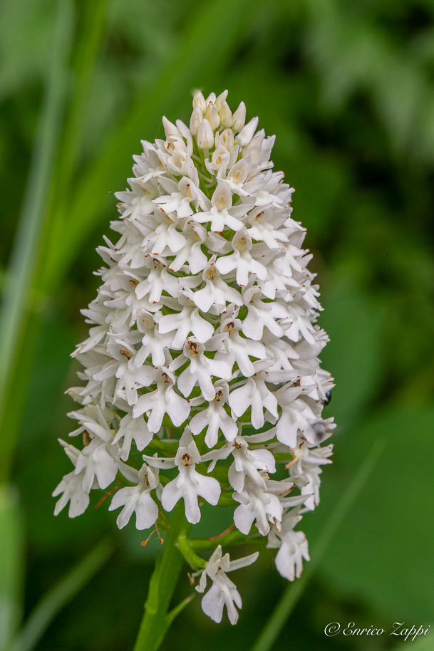 Anacamptis pyramidalis var. nivea.