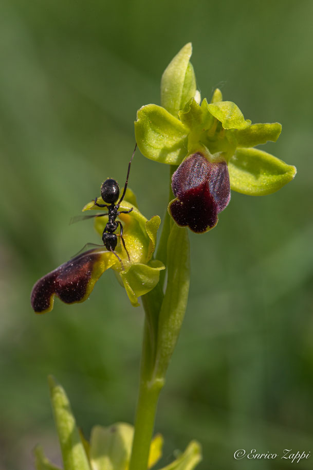 Ophrys fusca con formica.