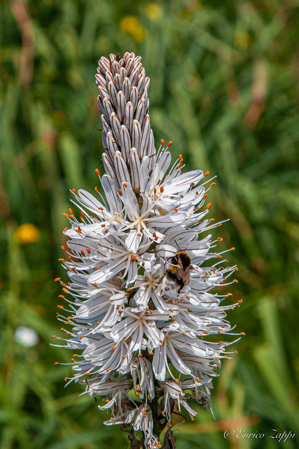 Fior d'asfodelo con Bombus terrestris.