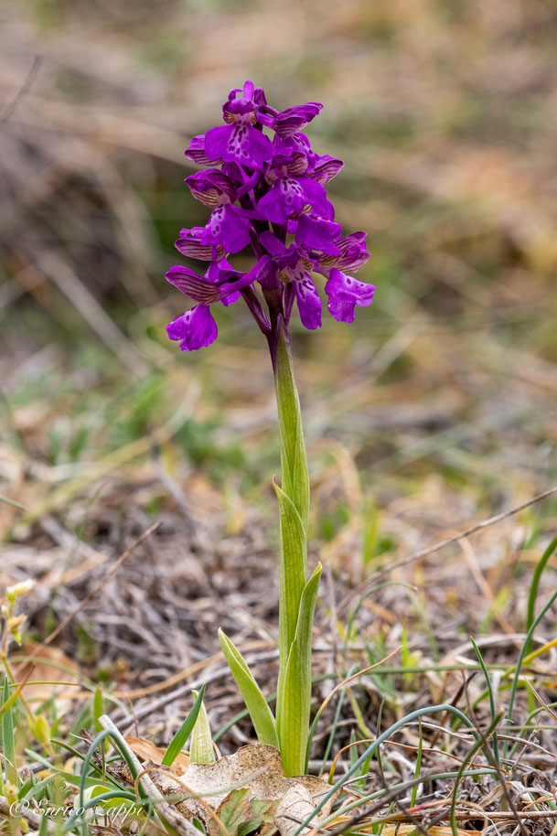 Anacamptis morio.