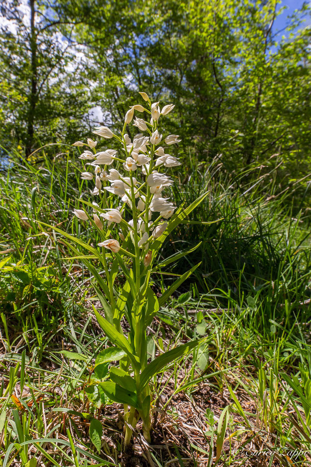 Cephalanthera longifolia.