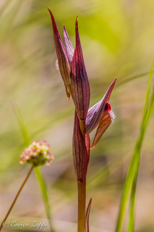 serapias vomeracea subsp. longipetala-8016