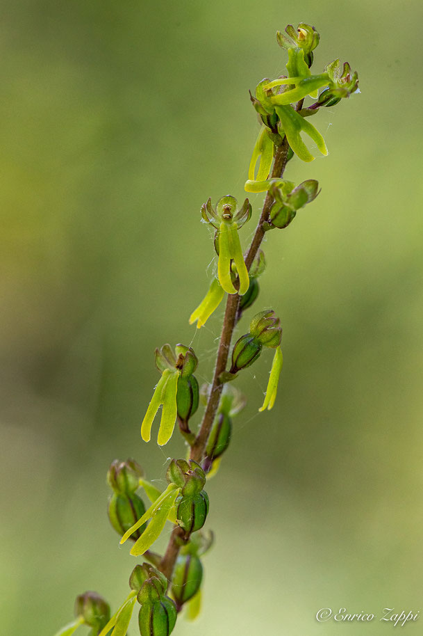 Listera ovata (neottia ovata).