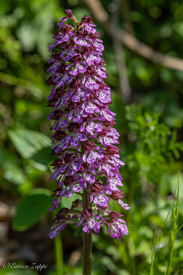Orchis purpurea.