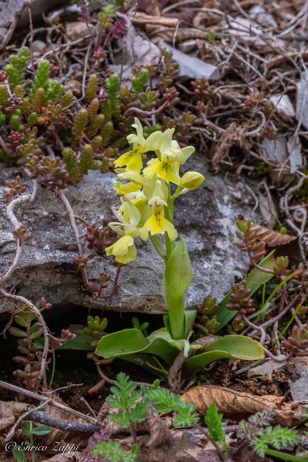 Orchis pauciflora.