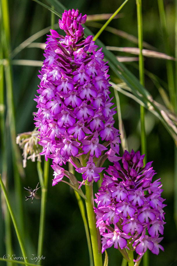 Anacamptis piramidalis.