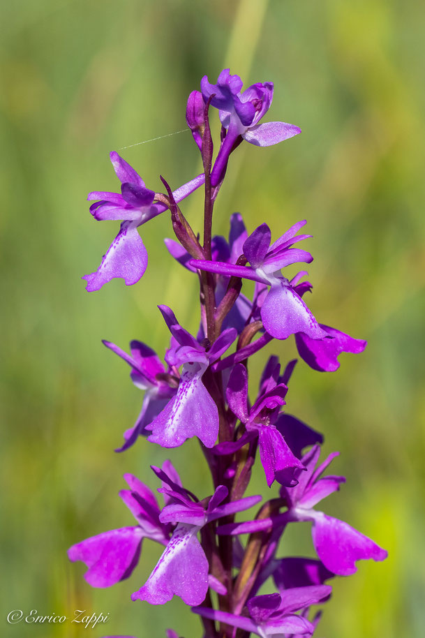 Anacamptis palustris.