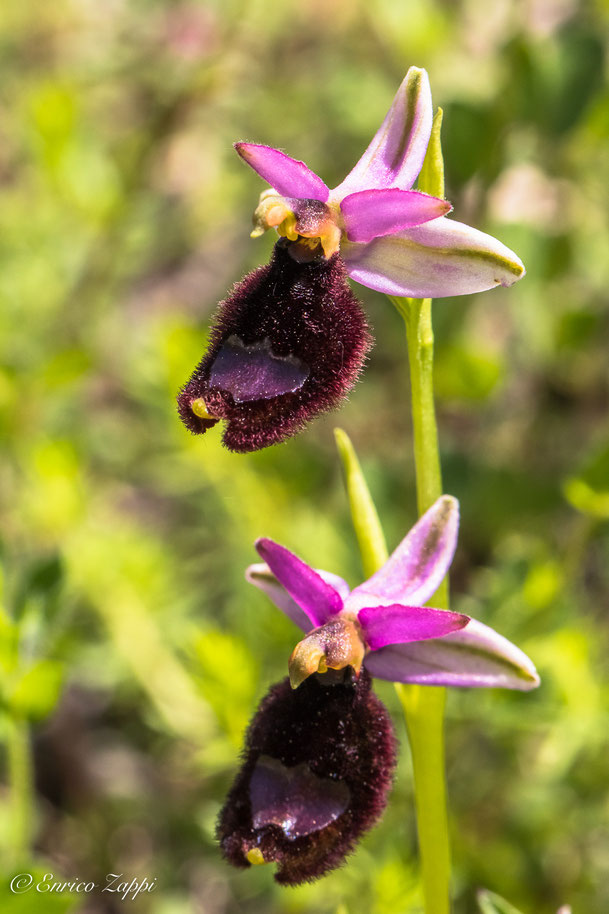 Ophrys bertolonii.