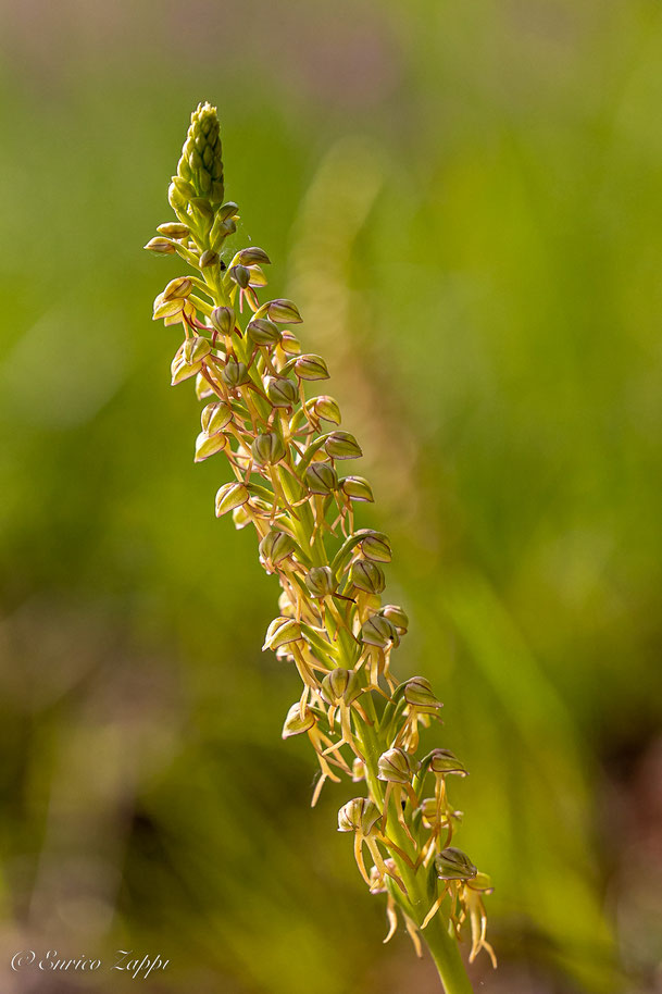 Orchis antropophora.