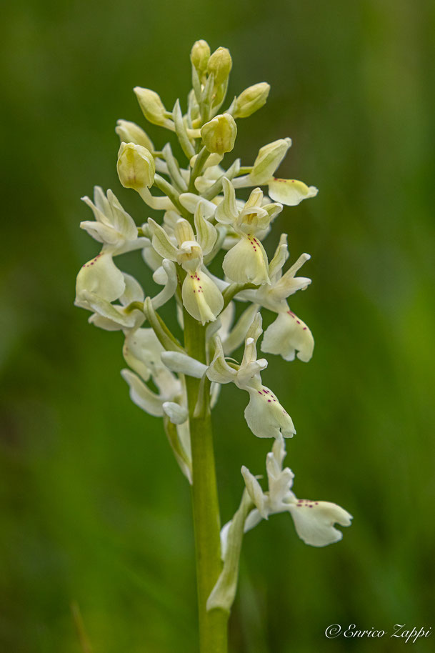 Orchis provincialis.
