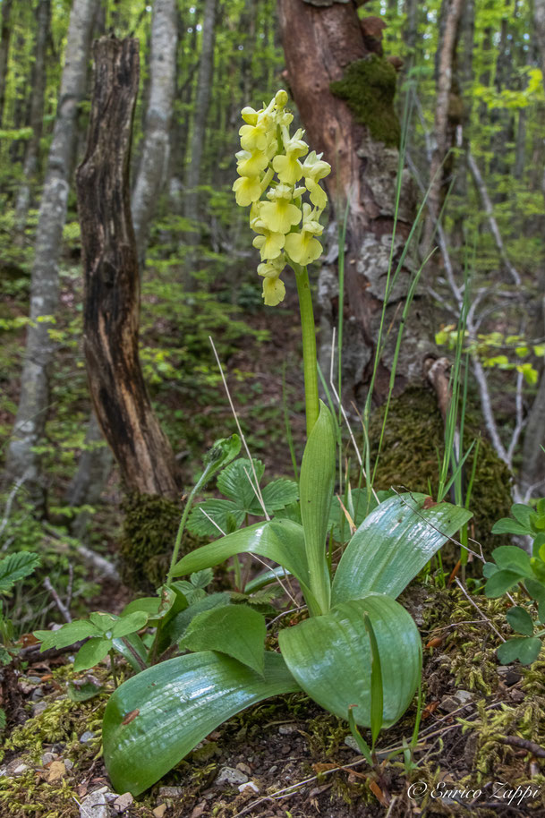 Orchis pallens.