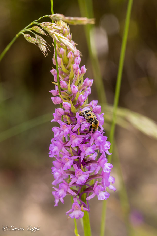 Manina rosea (Gymnadenia conopsea).